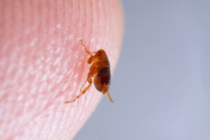 A close-up photo of a brown and black flea resting on a human finger.