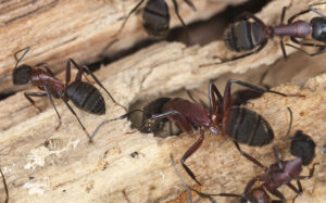 A colony of dark brown carpenter ants burrow into a piece of wood, in search of a safe place to nest.
