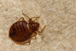 An enlarged photo of a brown-and-red bed bug crawling across a piece of fabric.