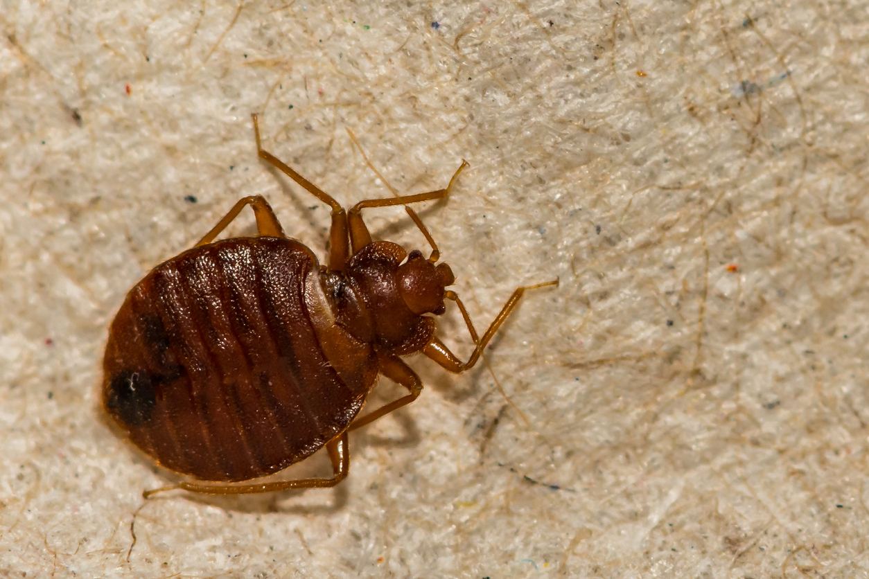 Why Bedbugs Love Dirty Laundry