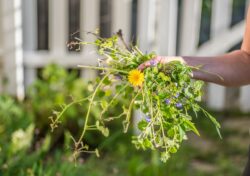 A homeowner holds up a handful of weeds that they gathered from their garden.