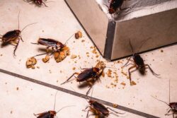 A group of red and brown cockroaches scuttles along a tile floor eating cookie crumbs that have fallen to them.