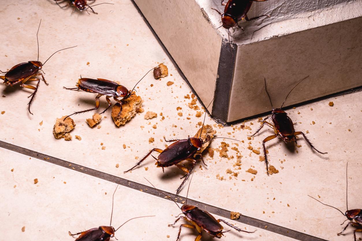 The 5 Best Roach Killers of 2023