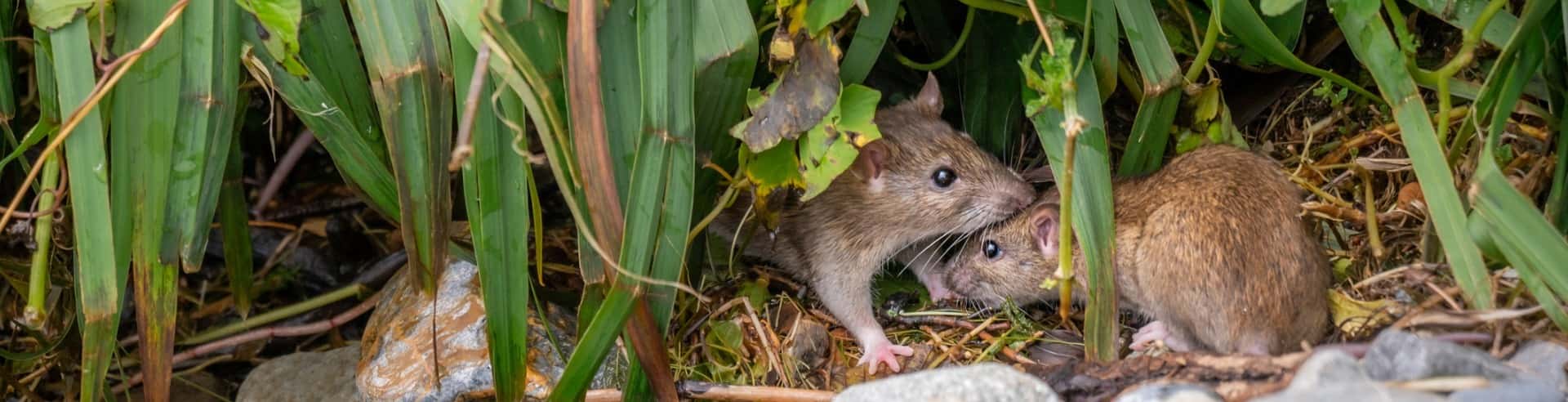 Home Pest Control