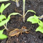 A red and brown mole cricket crawls around the green stems of young tomato plants.