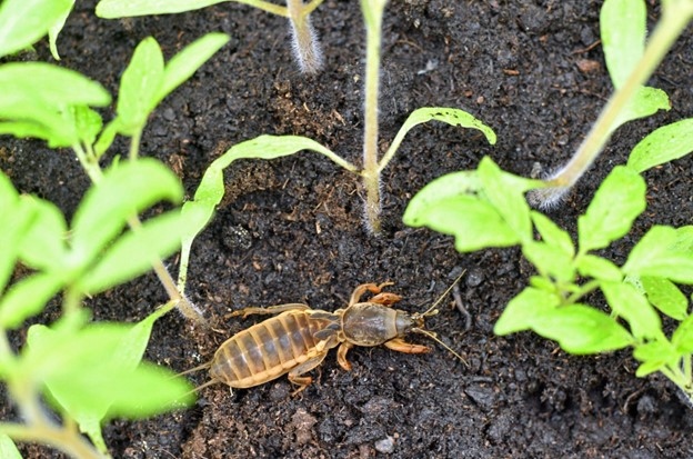 A red and brown mole cricket crawls around the green stems of young tomato plants.