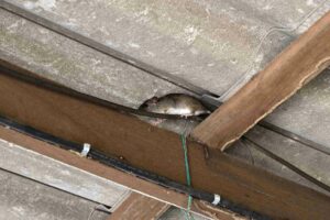 A rodent crawls along the support beams of a garage holding onto a black cable.