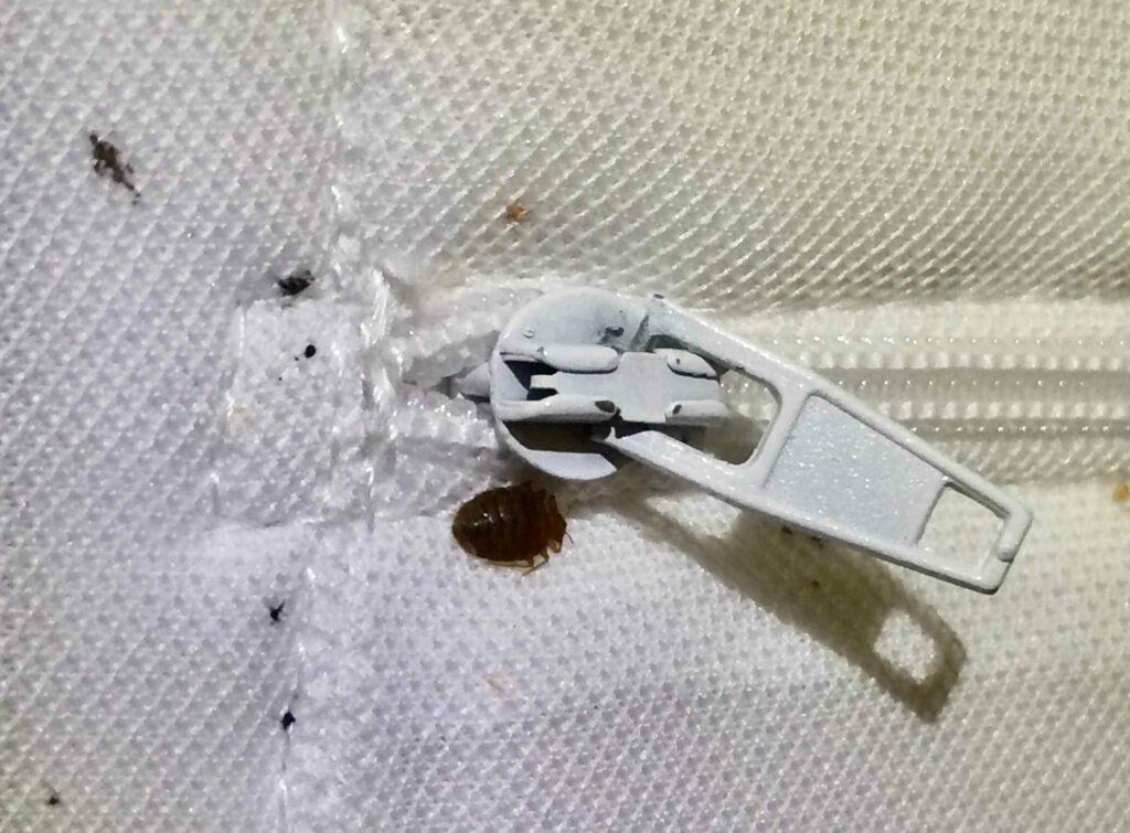 How to Protect Your Florida Airbnb From Bed Bugs McCall Service