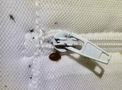 a dark brown bed bug is on white fabric by a white zipper while droppings are staining the fabric