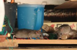 Two small, gray mice crawl around a crowded, cluttered shelf