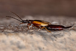 Earwigs