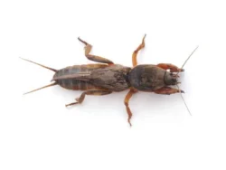 Top-down view of a mole cricket showing its enlarged, shovel-like front legs built for burrowing through Florida soil