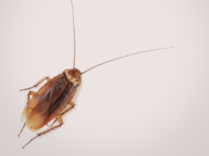 Roach infestation — do baby cockroaches mean you have one in your Florida home