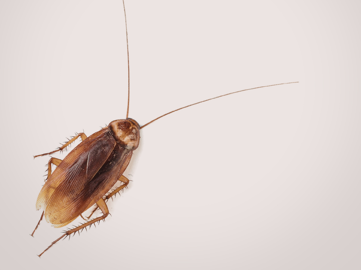 Roach infestation — do baby cockroaches mean you have one in your Florida home