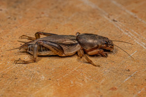 mole cricket