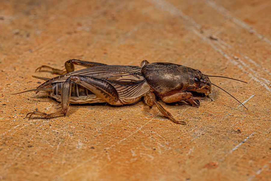 How To Get Rid Of Mole Crickets Lawn Pest Control