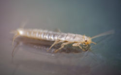 Silverfish