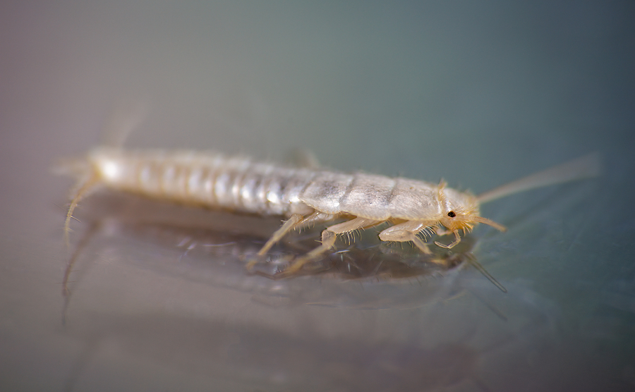 The 411 on Silverfish - Household Pests