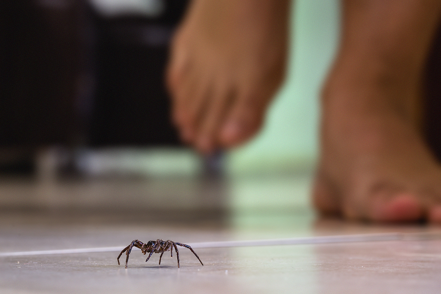 Common House Spiders: House Spider Control & Information