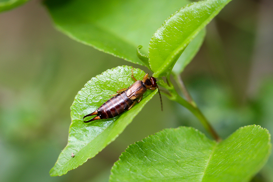 earwigs