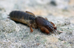 mole crickets