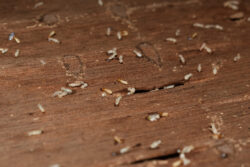 termite prevention