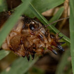 mole cricket