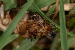 mole cricket