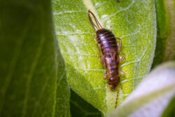 Earwig infestation sales