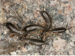 Earwig infestation — signs you have earwigs in your Florida home