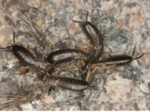 Earwig infestation — signs you have earwigs in your Florida home