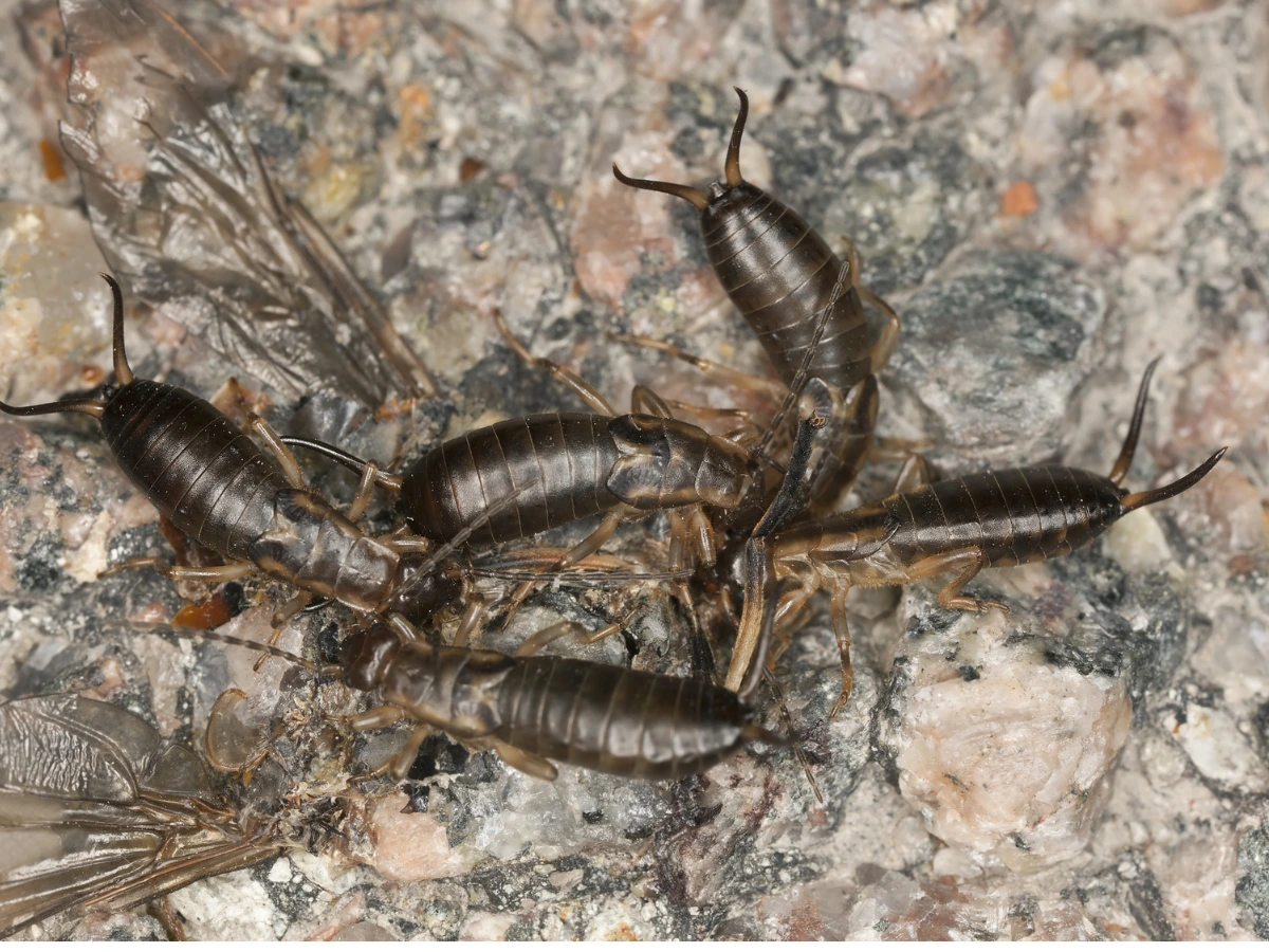 Earwig infestation — signs you have earwigs in your Florida home