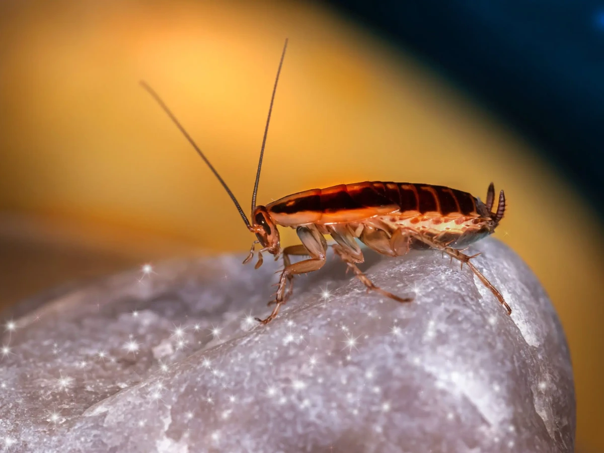American cockroach on kitchen counter in Florida home