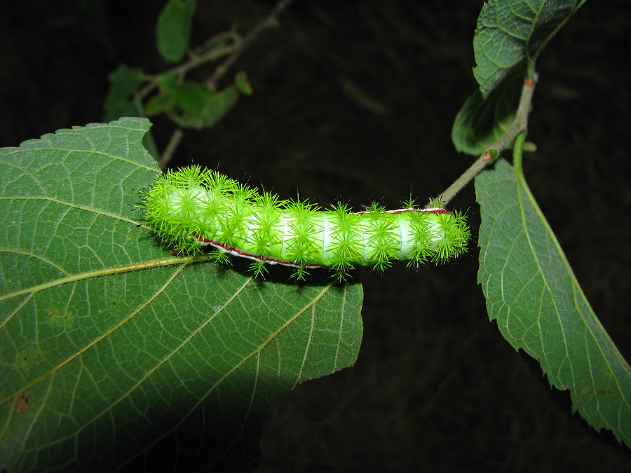 stinging caterpillars