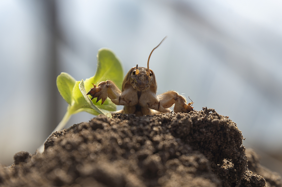 mole crickets