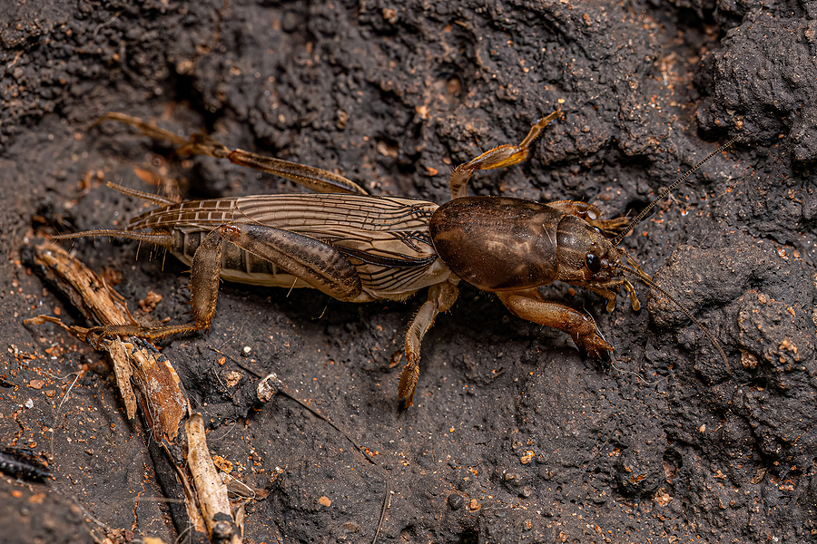 mole crickets