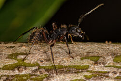 carpenter ants