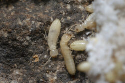 termite treatment