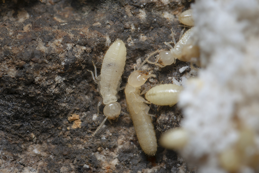 fresno termite control