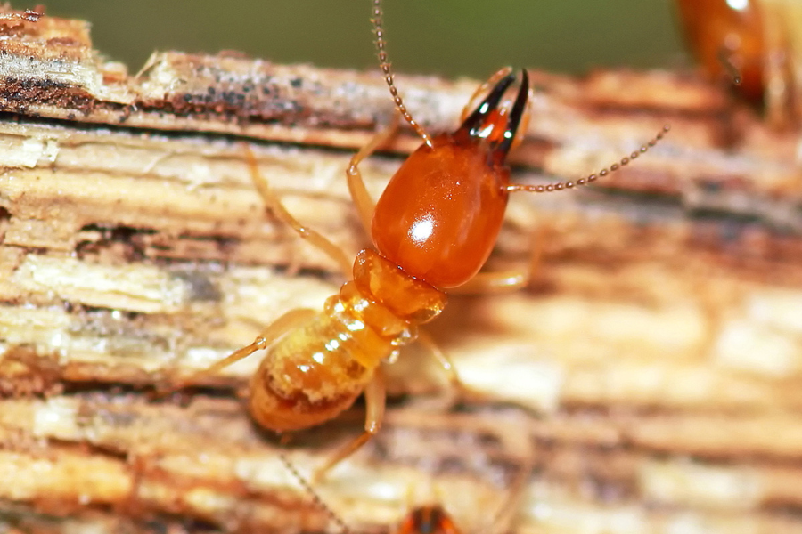 termite signs