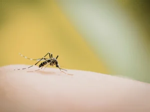 Mosquito resting on skin during Florida mosquito season