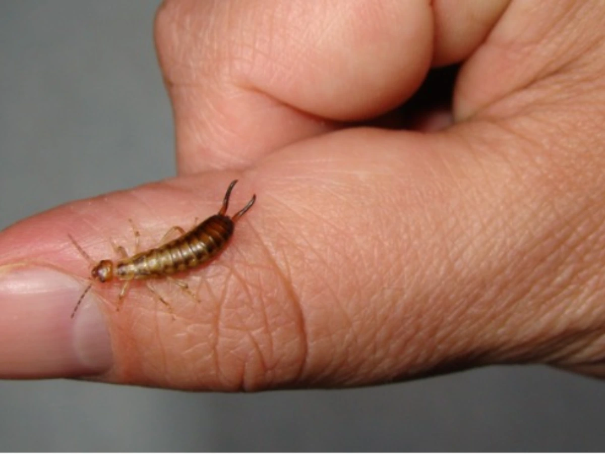 Close-up of an earwig (pincher bug) showing its distinctive rear pincers on a human hand