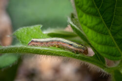 common lawn pests