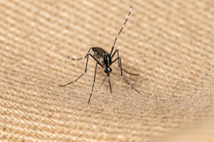 mosquito-borne disease