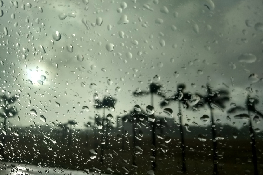 pests after hurricane