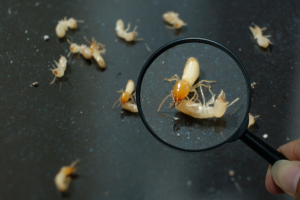preventing drywood termites