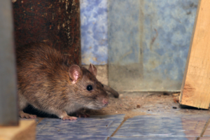 rodent prevention