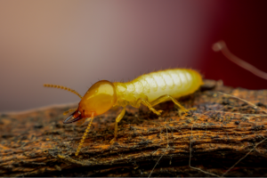 common termite treatment