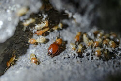 formosan termites