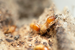 signs of termites